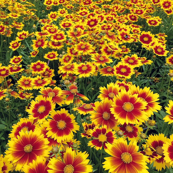 Coreopsis Uptick Gold and Bronze