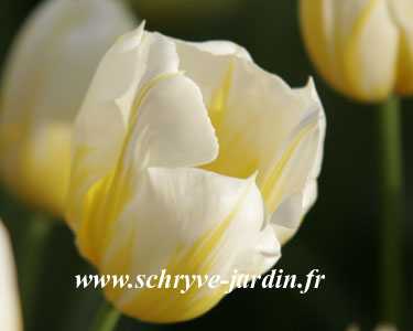 Tulipe Flaming coquette, simple hative