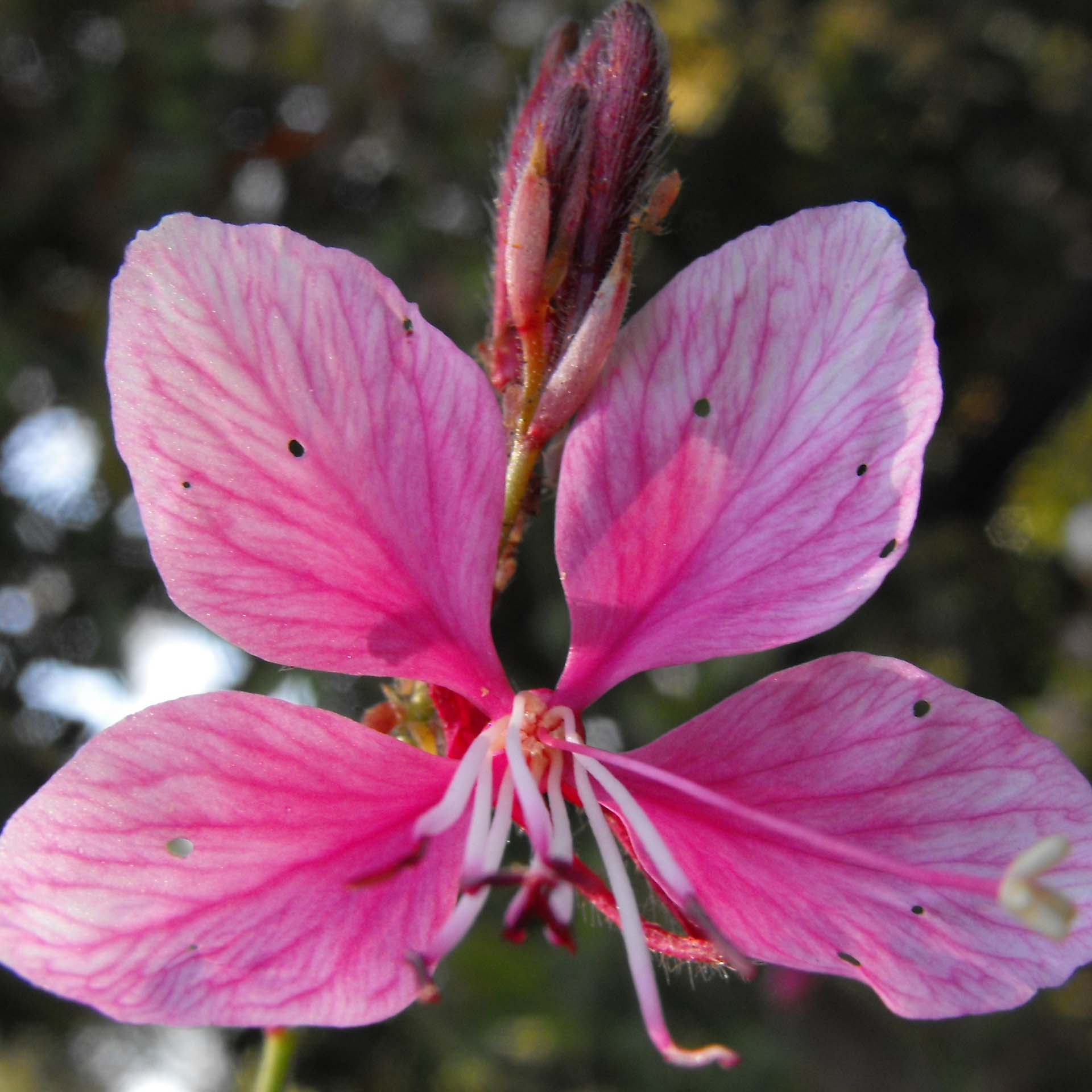 Gaura lindheimeri rose Siskyou pink
