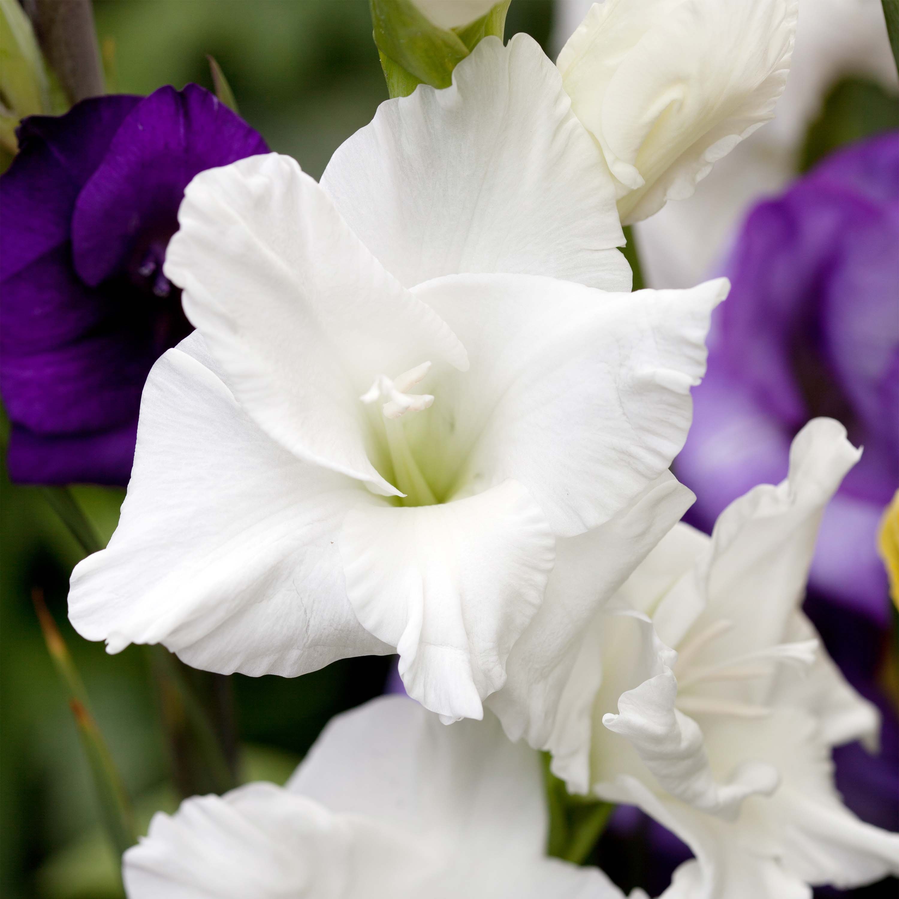 Glaïeul ou Gladiolus White Prosperity