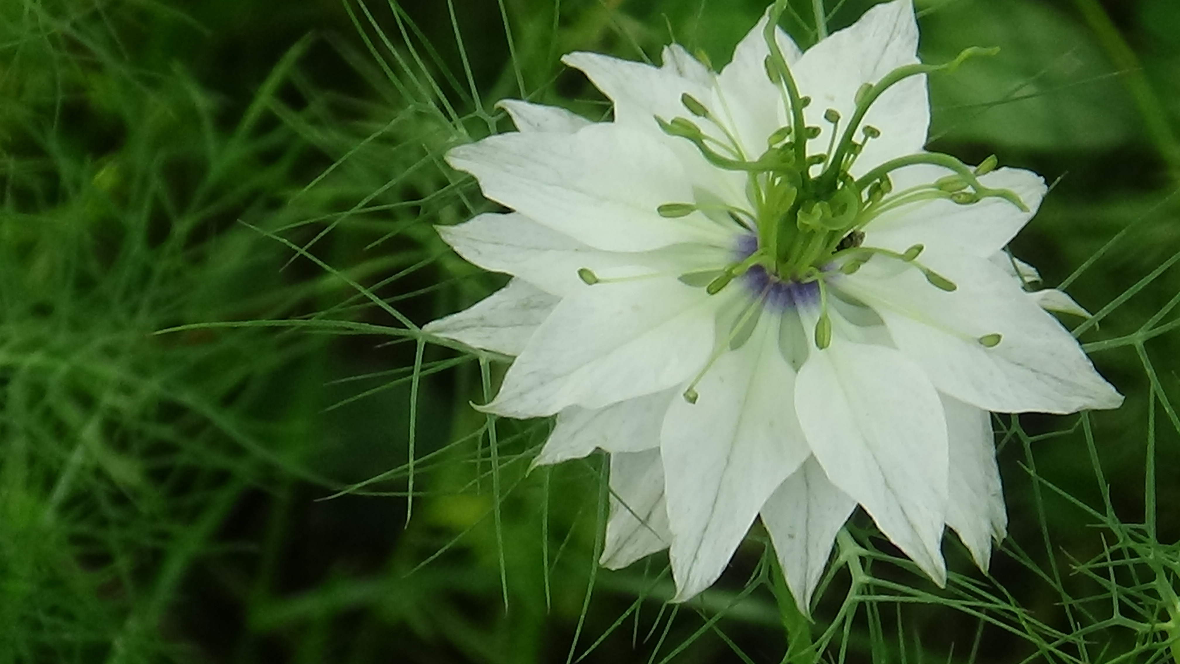 Nigelle Miss Jekyll Alba - Nigelle de Damas blanche - Nigella damascena - De grandes fleurs ...