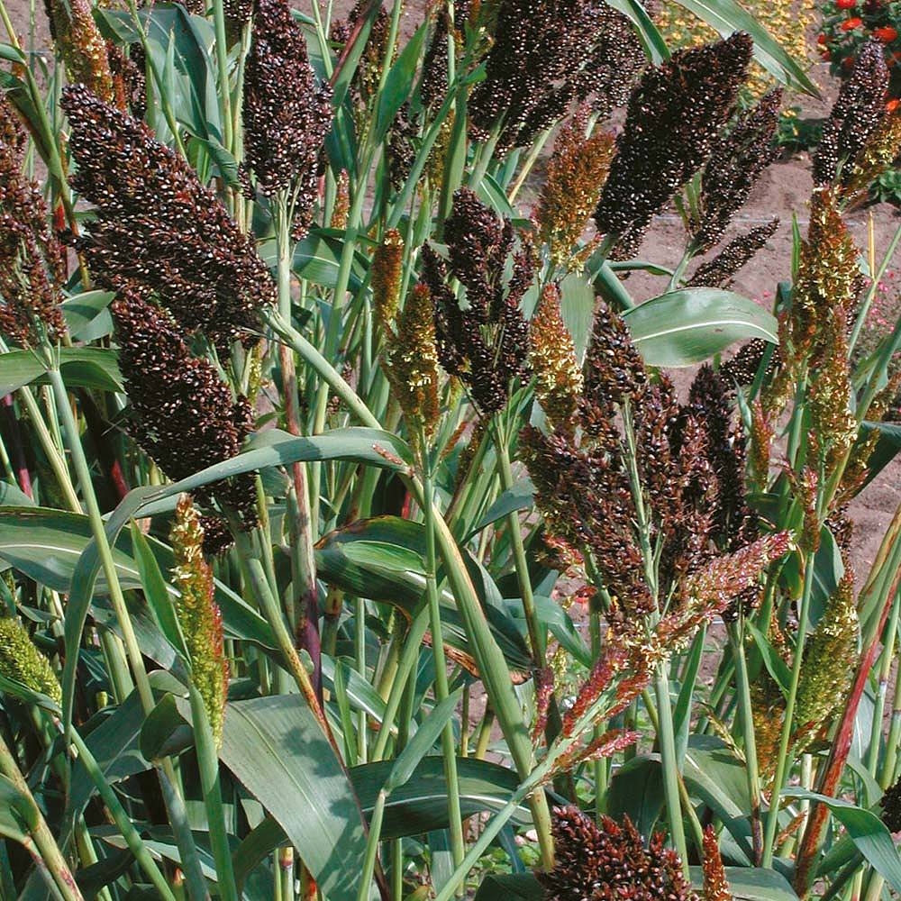 Graines de Sorghum nigrum - Sorgho, millet