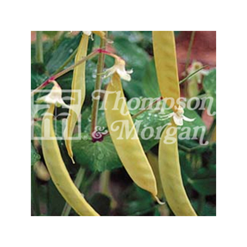 Pois à rames Golden Sweet mangetout - Pisum sativum