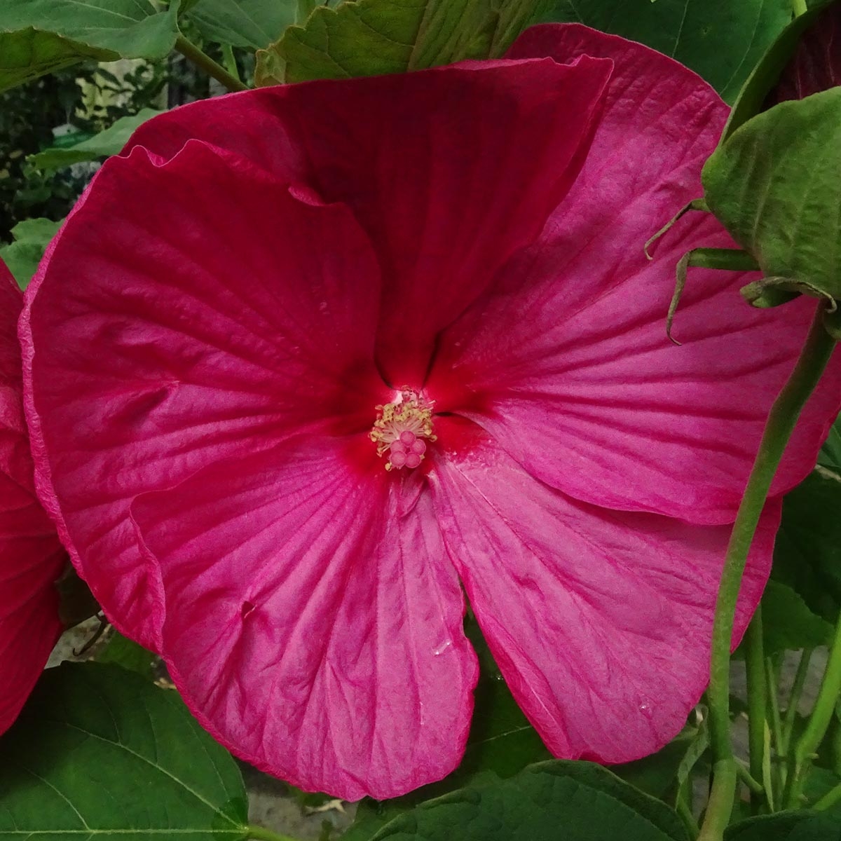 Hibiscus moscheutos Rose - Hibiscus des marais