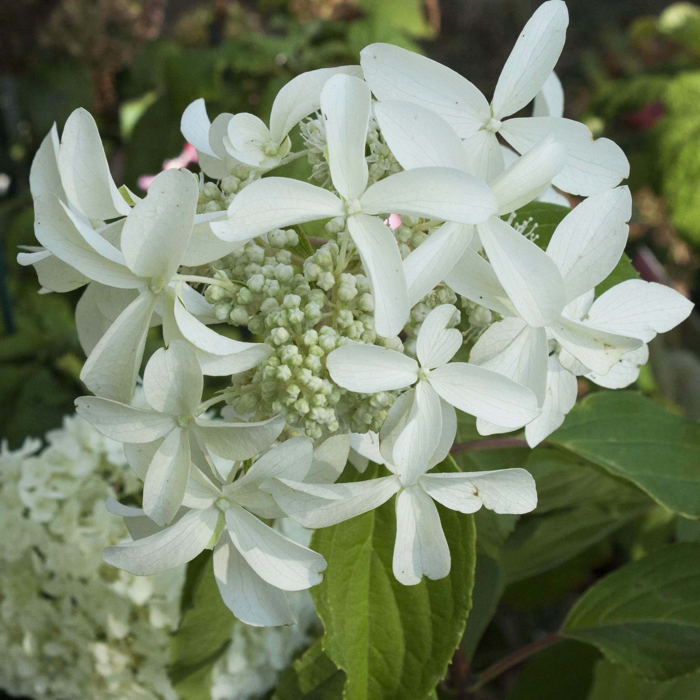 Hortensia - Hydrangea paniculata Great Star Le Vasterival