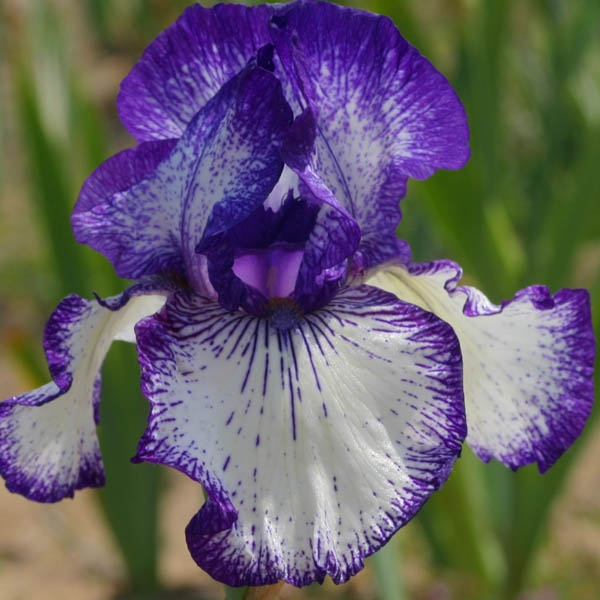 Iris germanica Art Déco