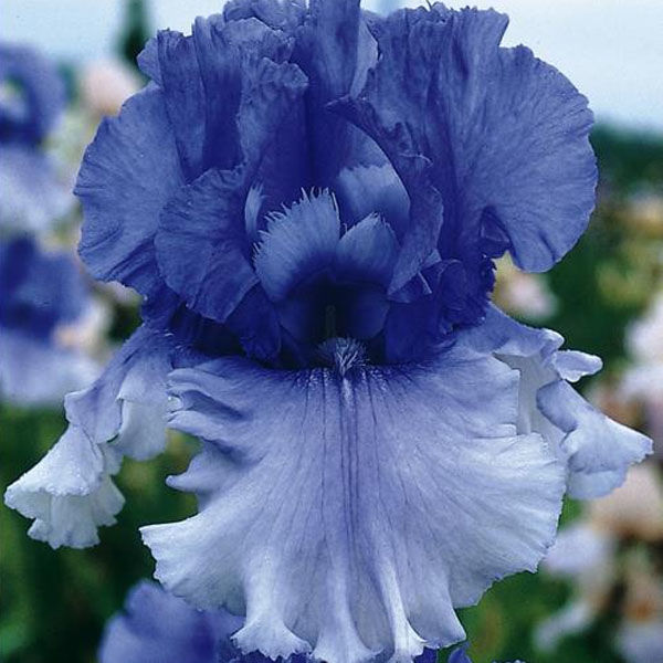 Iris germanica Cascade Springs