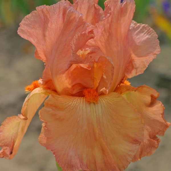 Iris germanica Copper Classic