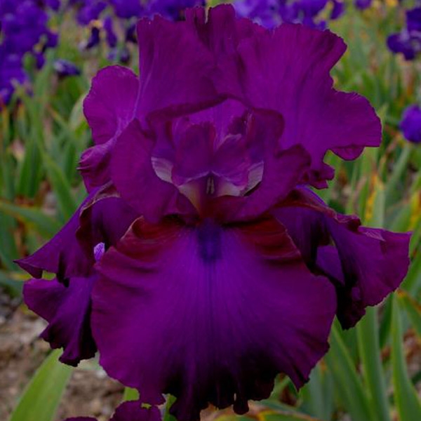 Iris germanica Gipsy Romance