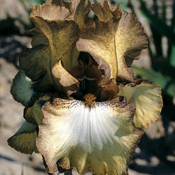 Iris germanica Patina