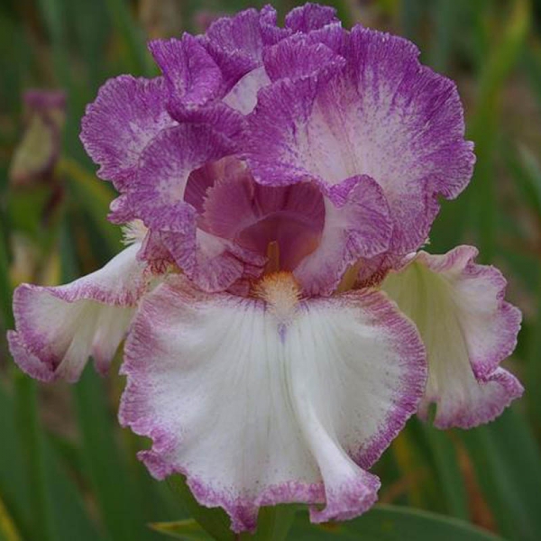 Iris germanica Striking