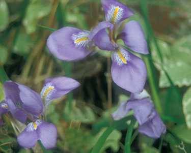 Iris unguicularis d'Alger