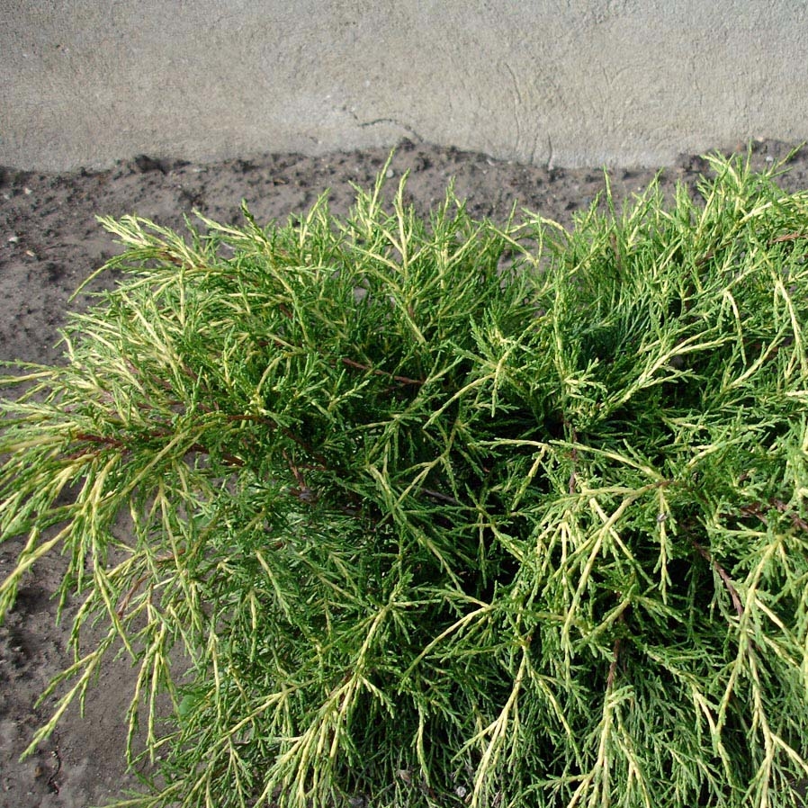 Genévrier - Juniperus x media Gold Coast