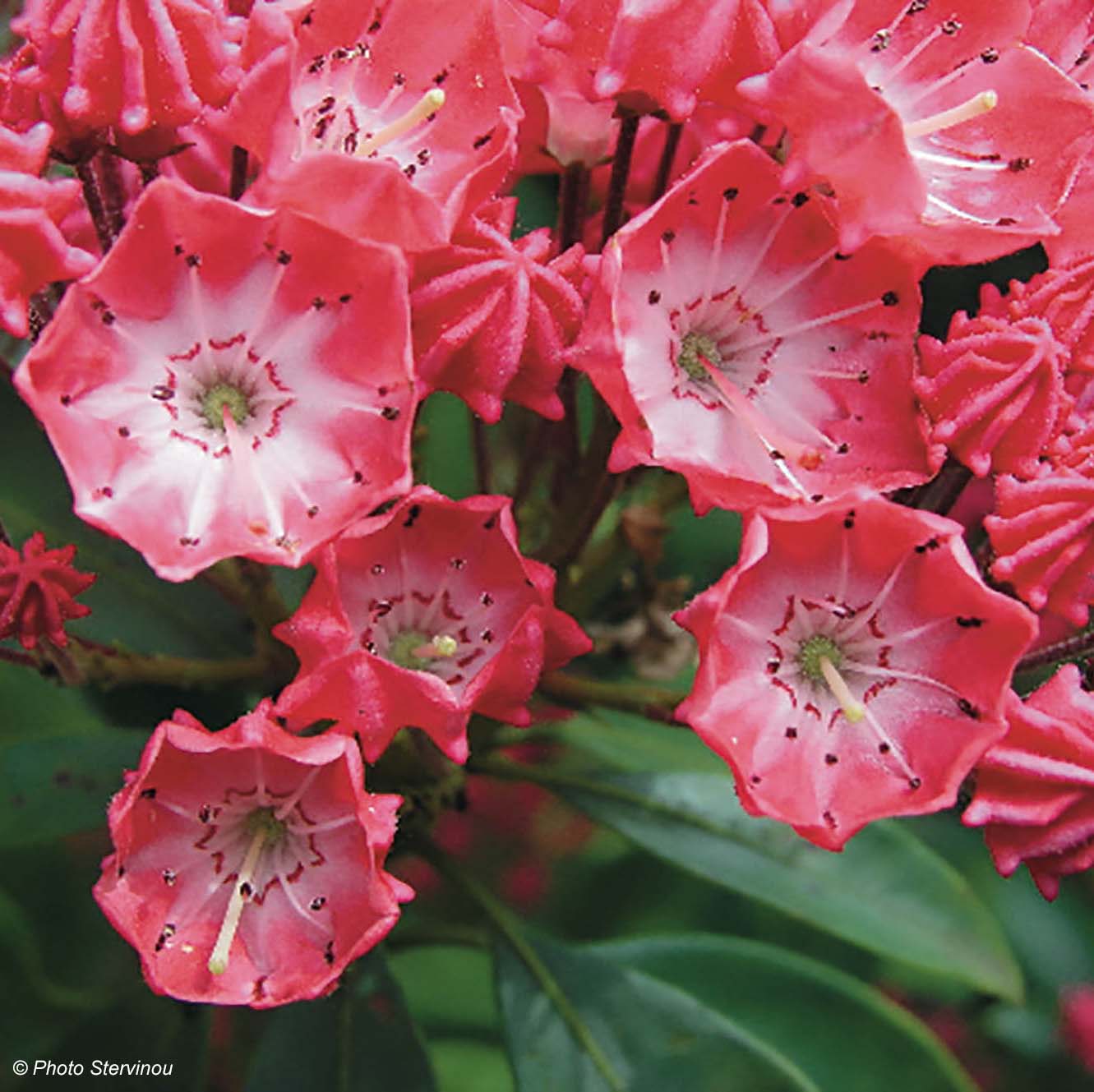 Kalmia latifolia Pinkobello - Laurier des montagnes rose vif 