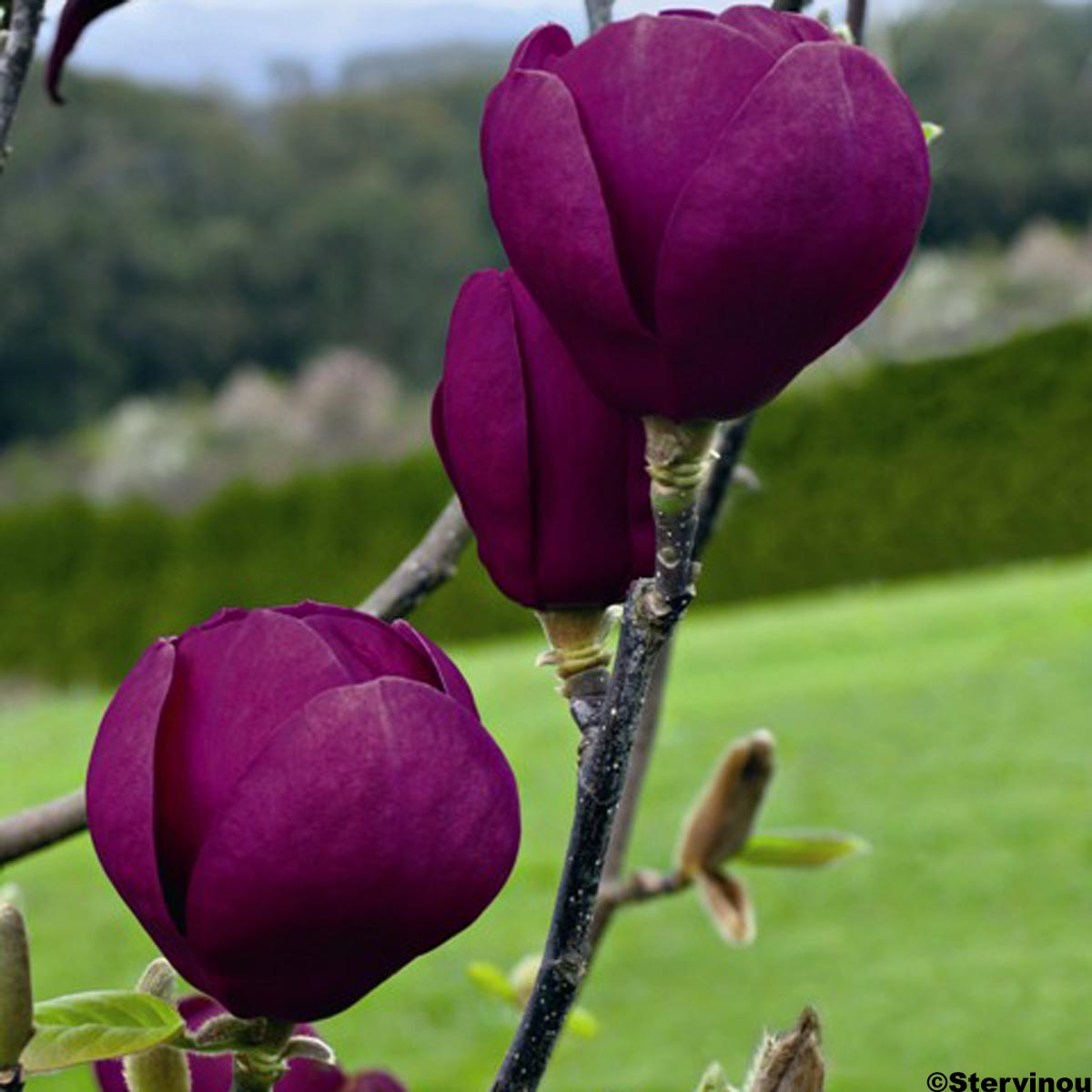 Magnolia Black Tulip