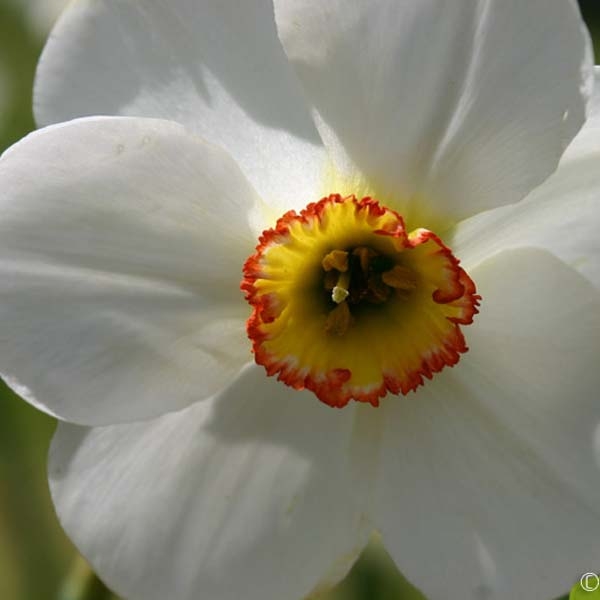 Narcisse Hybride Edna Earl