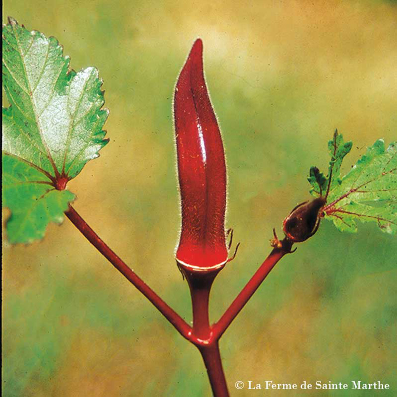 Okra Gombo Red Burgundy NT - Ferme de Ste Marthe
