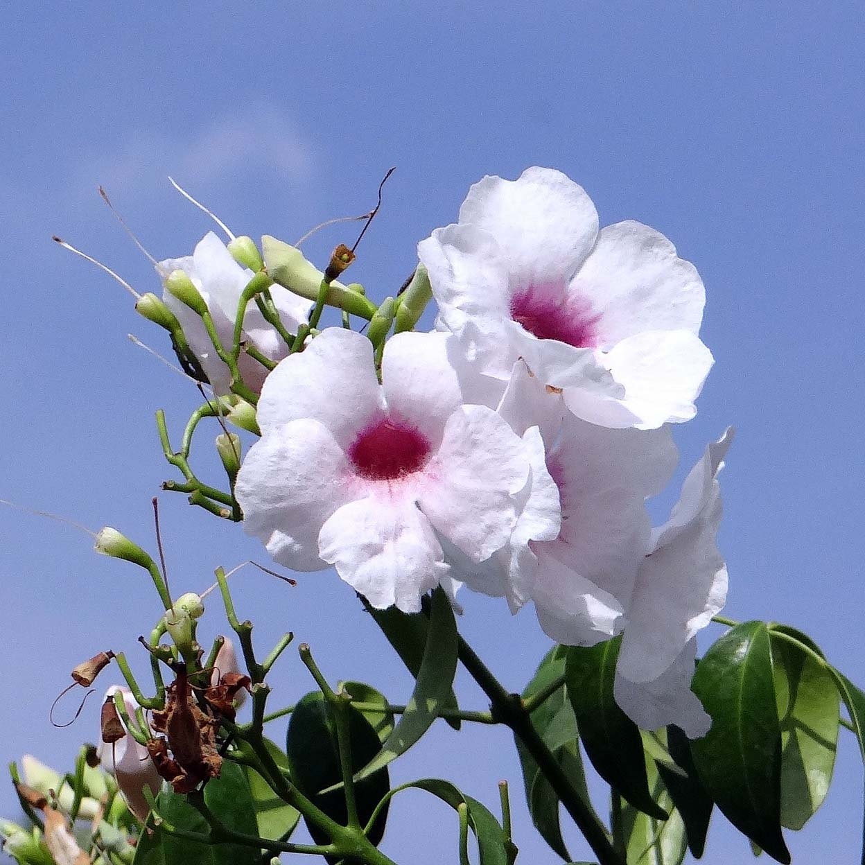 Pandorea jasminoïdes Blanc - Bignone faux jasmin