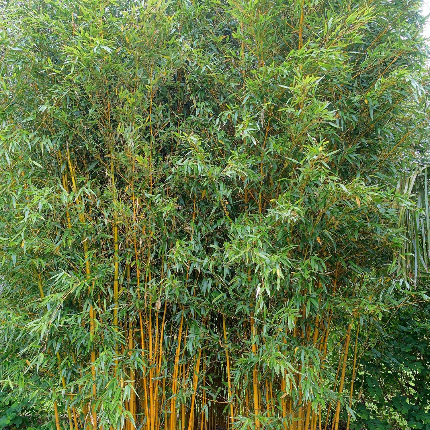 Phyllostachys vivax Aureocaulis - Bambou géant