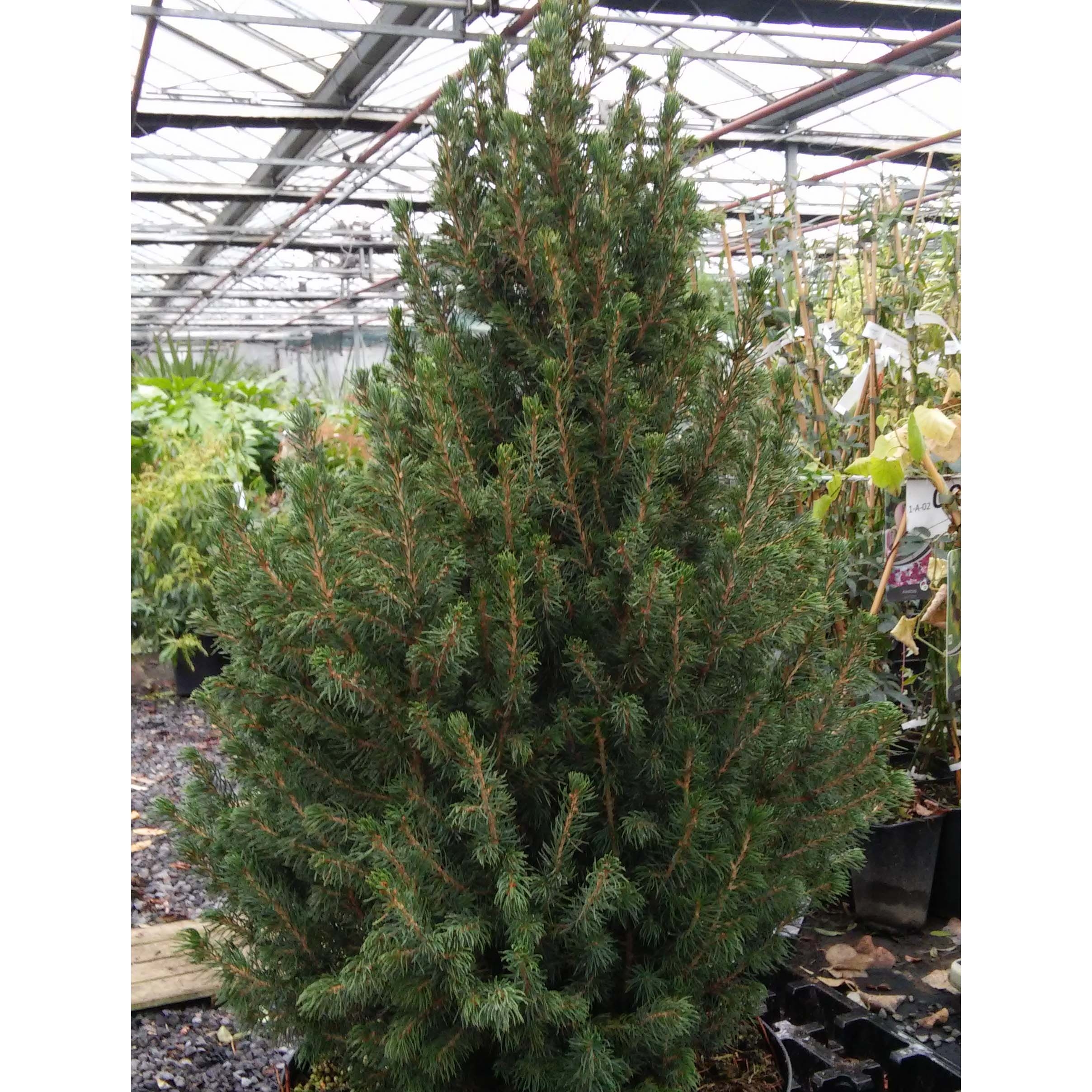 Picea glauca December - Épinette blanche 
