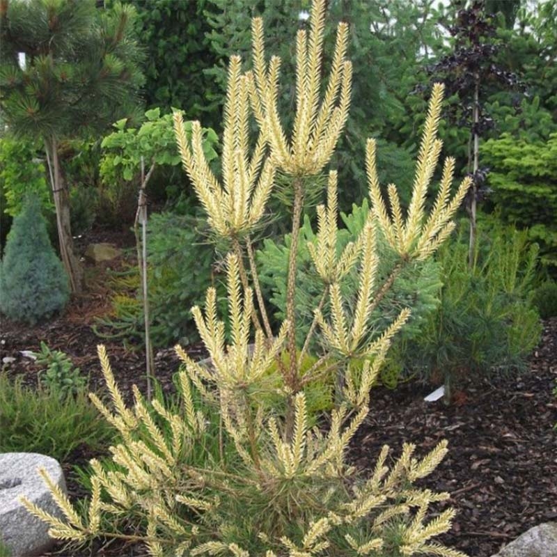 Pinus sylvestris Bialogon - Pin sylvestre nain                      