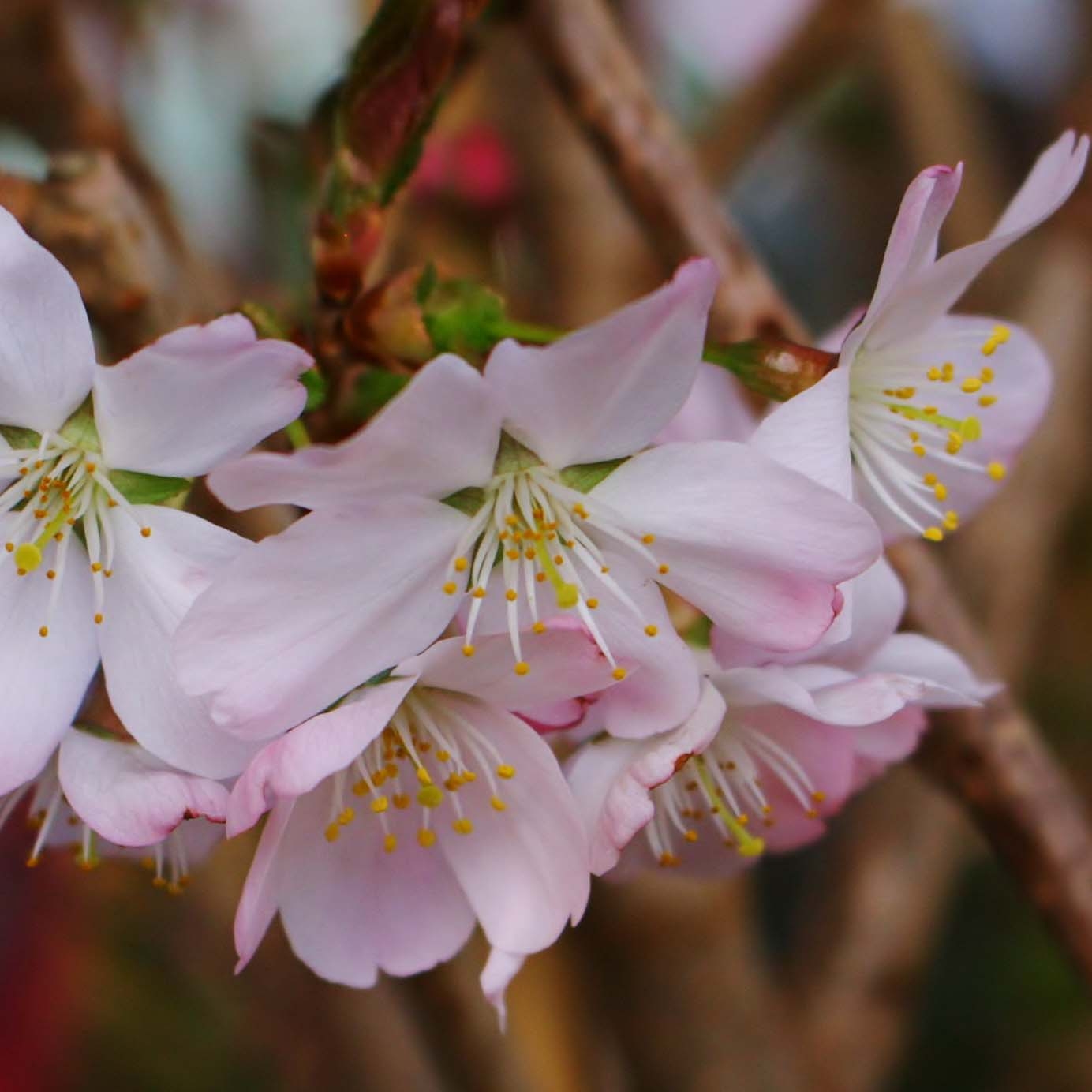 Cerisier à fleurs - Prunus Pandora