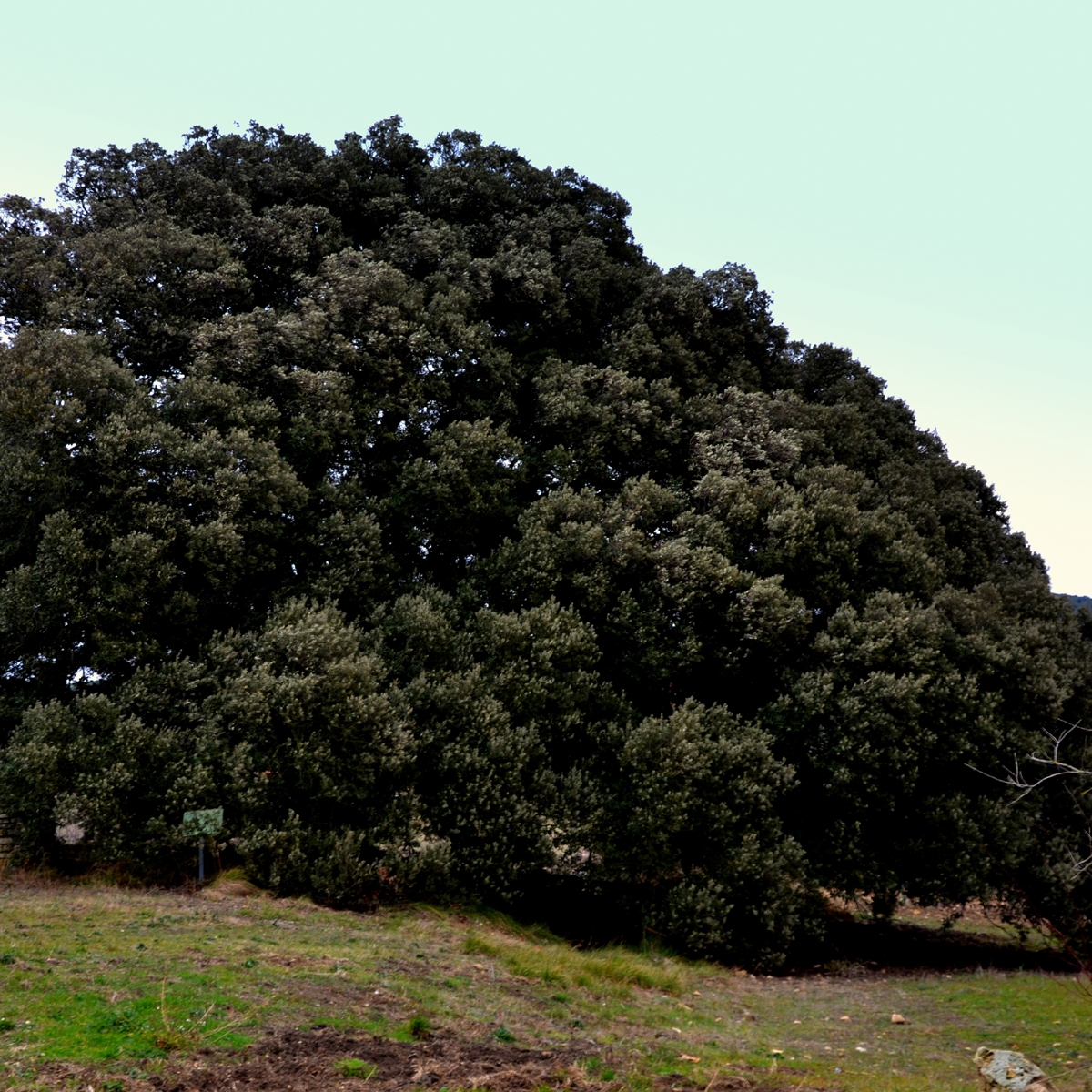 Chêne vert - Quercus ilex 