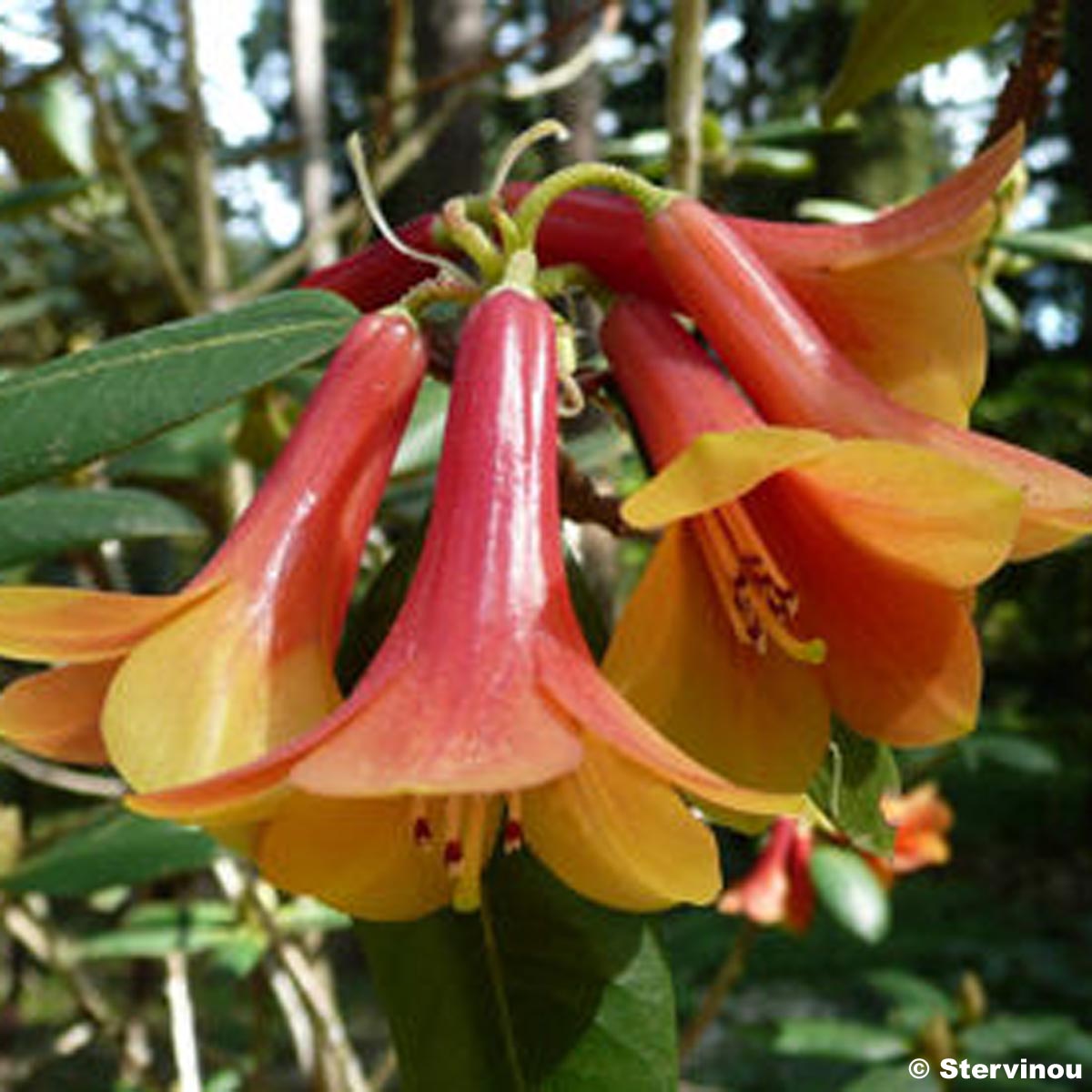 Rhododendron cinnabarinum - Grand rhododendron