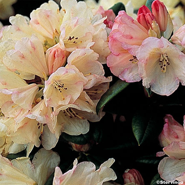 Rhododendron Dusty Miller - Rhododendron nain