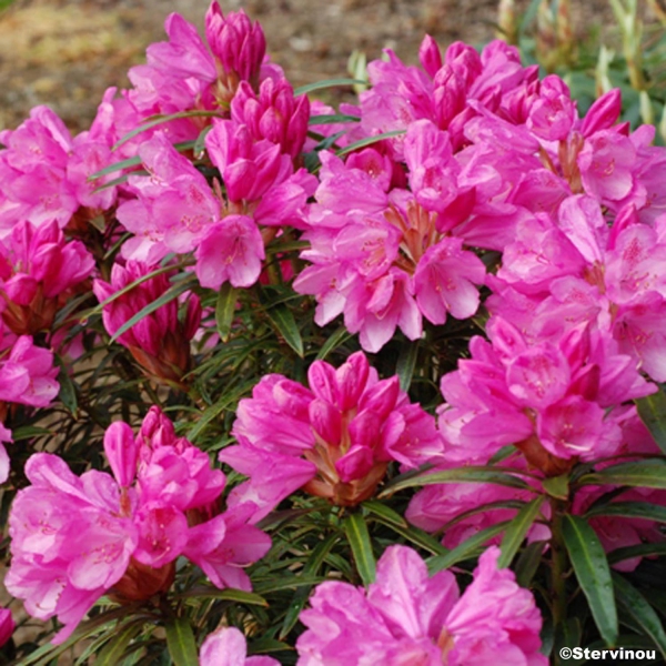 Rhododendron Graziella - Grand Rhododendron