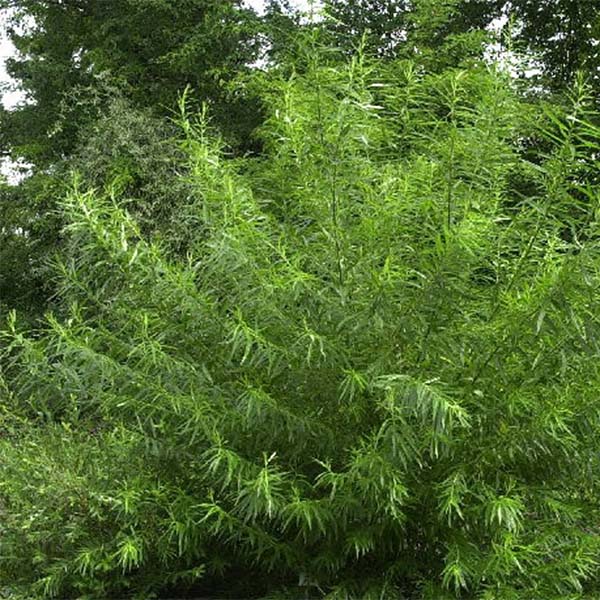 Salix viminalis - Saule des vanniers