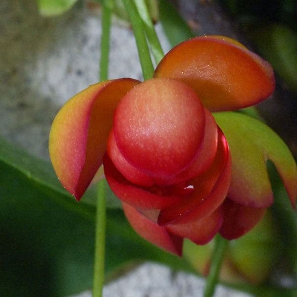Schisandra rubriflora