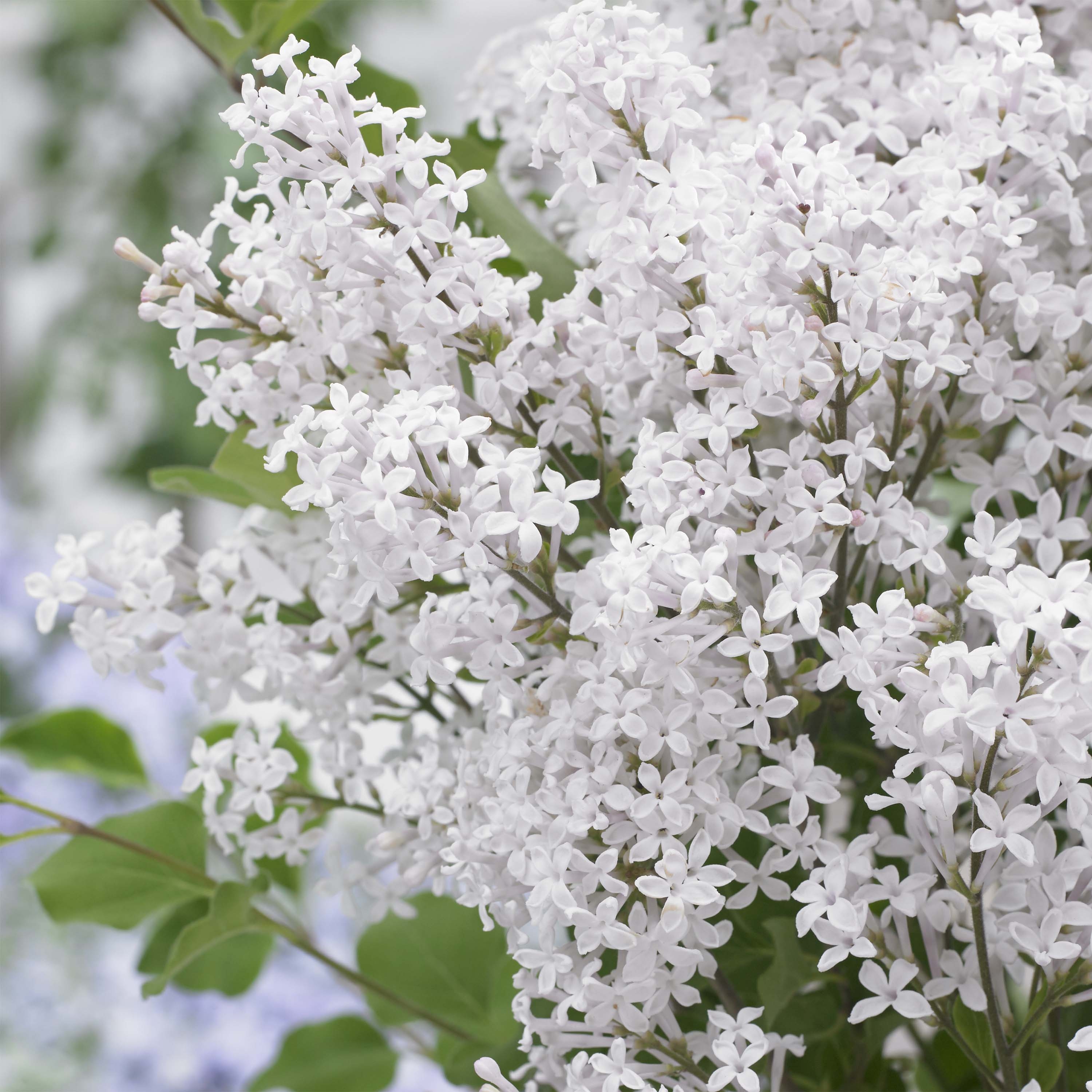 Lilas nain - Syringa meyeri Flowerfesta White