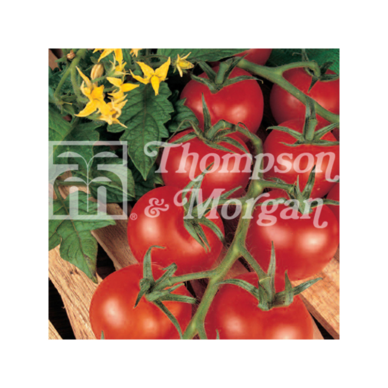 Tomate Shirley F1 - Tomate Grappe