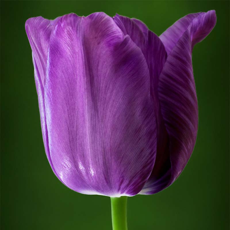 Tulipe simple tardive Bleu Aimable