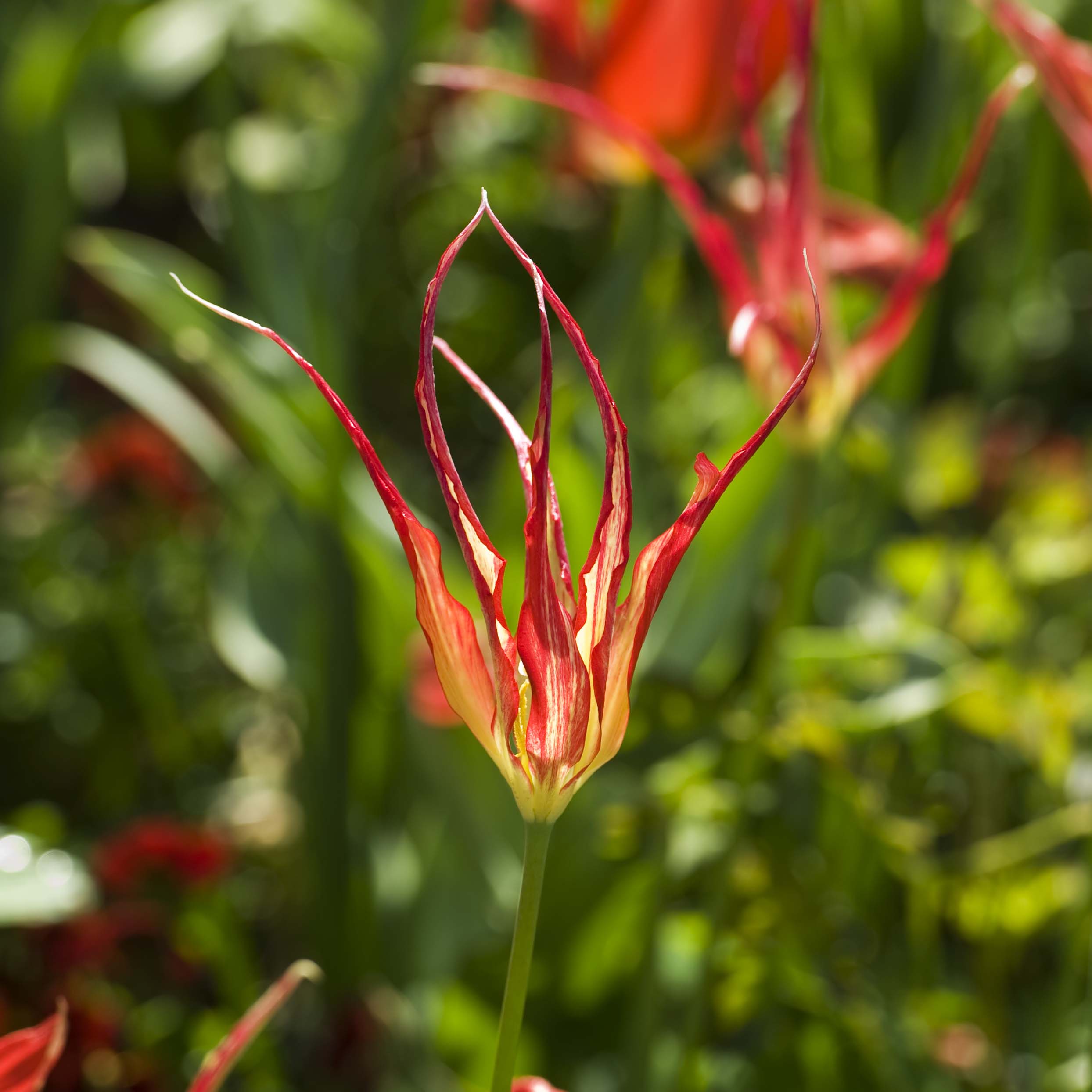 Tulipe botanique acuminata - Tulipe cornue