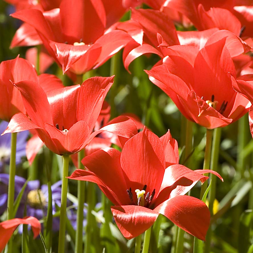 Tulipe botanique linifolia 