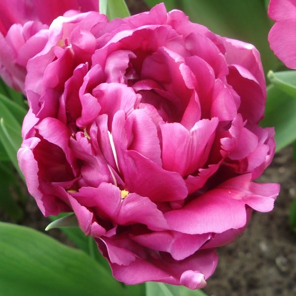 Tulipe Double Royal Acres