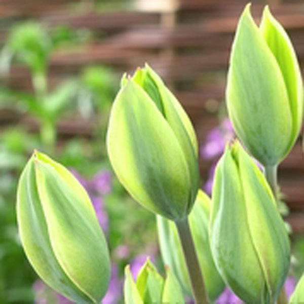 Tulipe Simple Evergreen