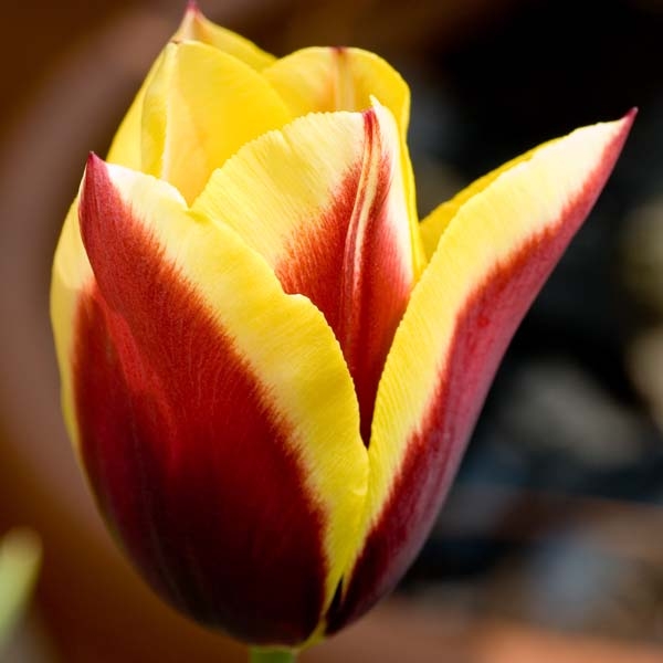 Tulipe Triomphe Kess Nelis