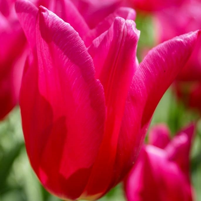 Tulipe Fleur de Lis Marietta