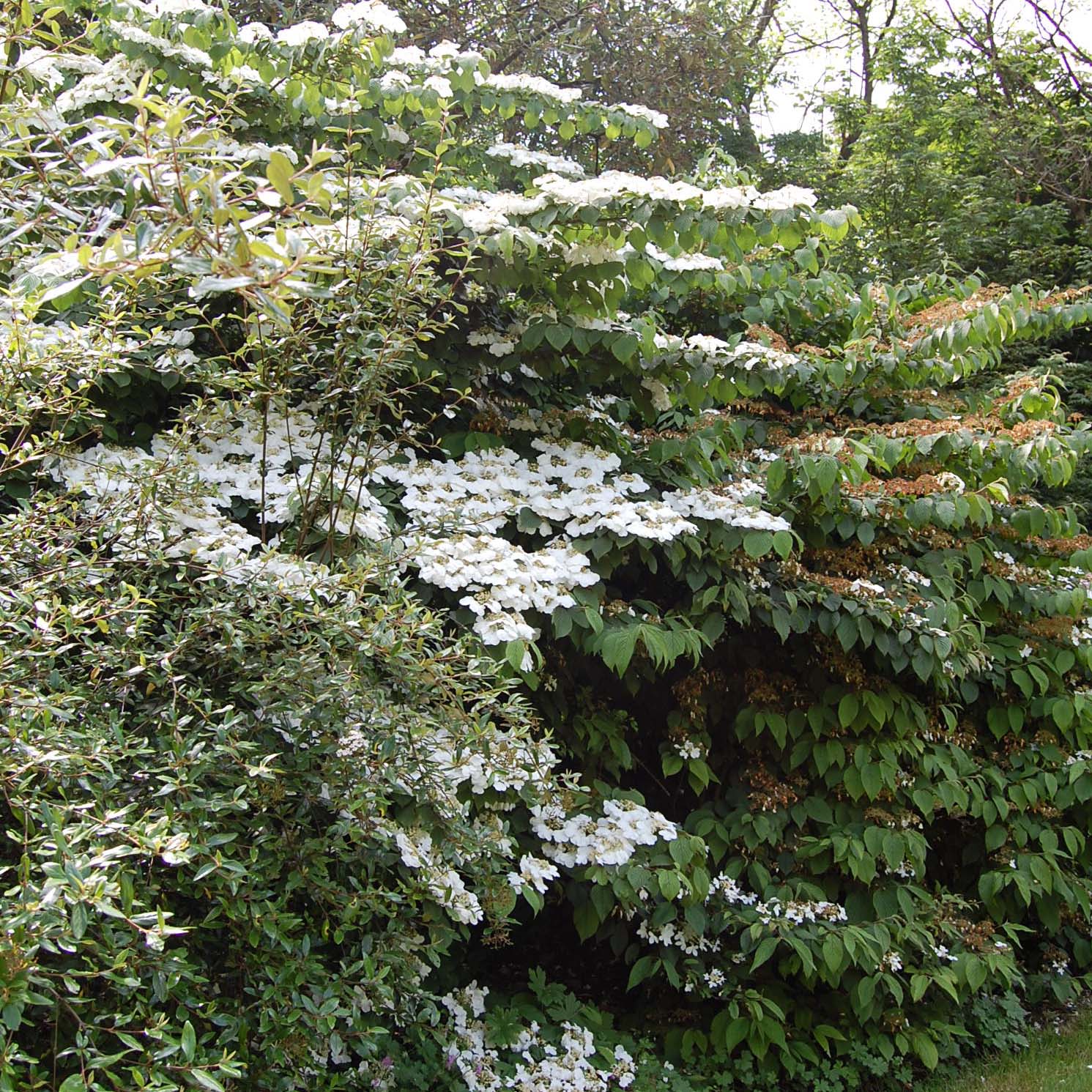 Viorne - Viburnum plicatum Lanarth