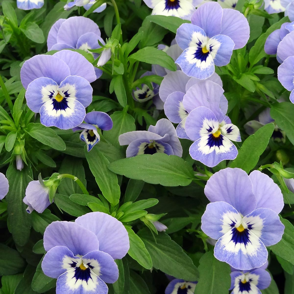 Viola cornuta Xp Sorbet Marina - Violette cornue - Une abondante et longue  floraison bleu pâle