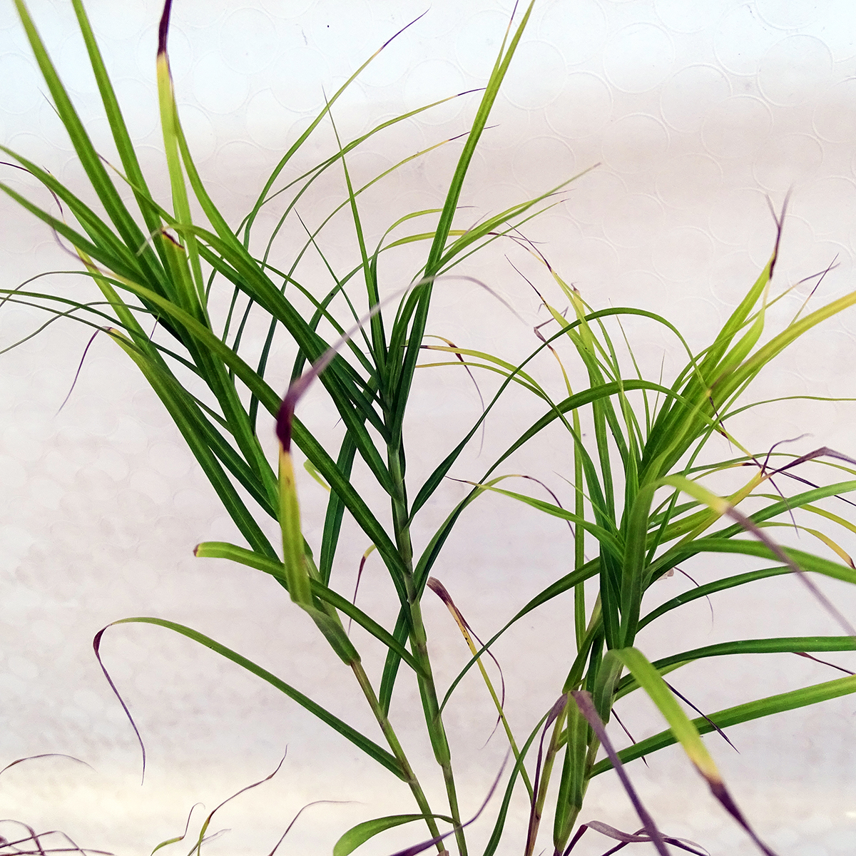 Carex muskingumensis a  port de palmier plante vivace facile bassin massif 