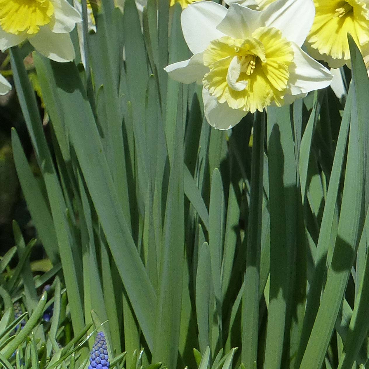 Narcissus Ice Follies - Narcisse à grande couronne jaune clair, corolle  blanche. Un grand classique !