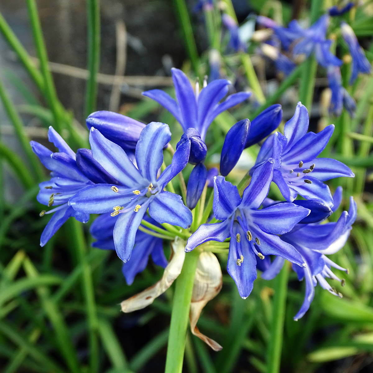 Nouveau Agapanthus sweet surprise excellent bleu pâle fleurs jardin plante 