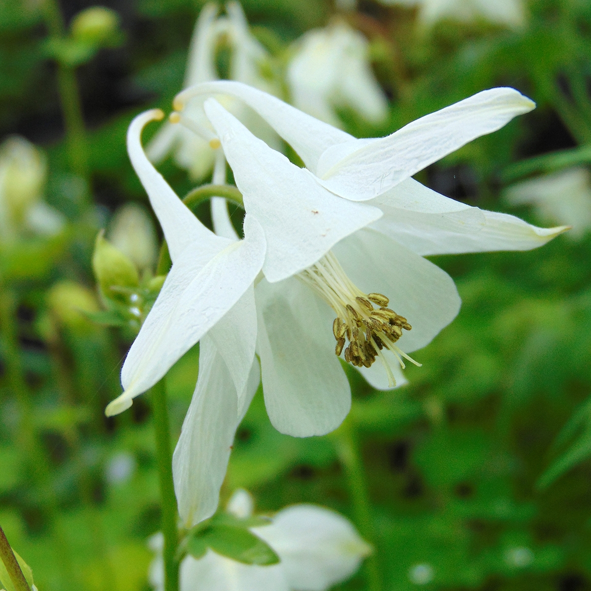 Ancolie – Aquilegia Mustead White – Des fleurs blanc pur, parfaite à l'ombre