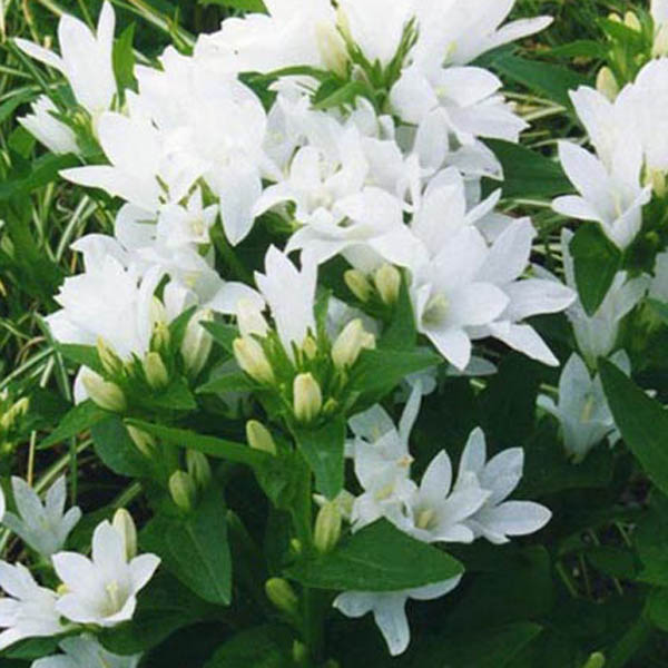 Campanula glomerata Alba - Campanule - Vivace à jolies fleurs blanches  étoilées