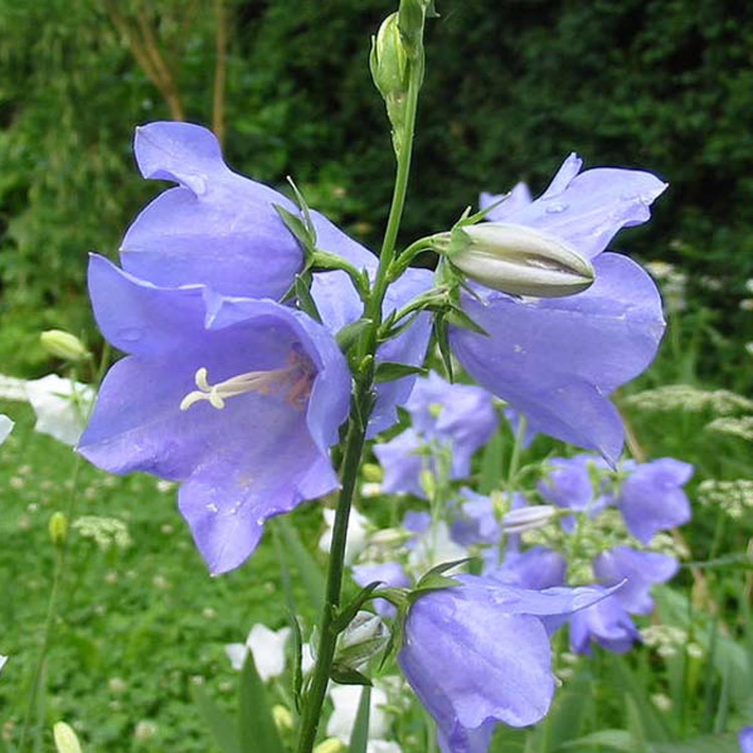 Campanula persicifolia – Campanule à grandes fleurs bleu doux