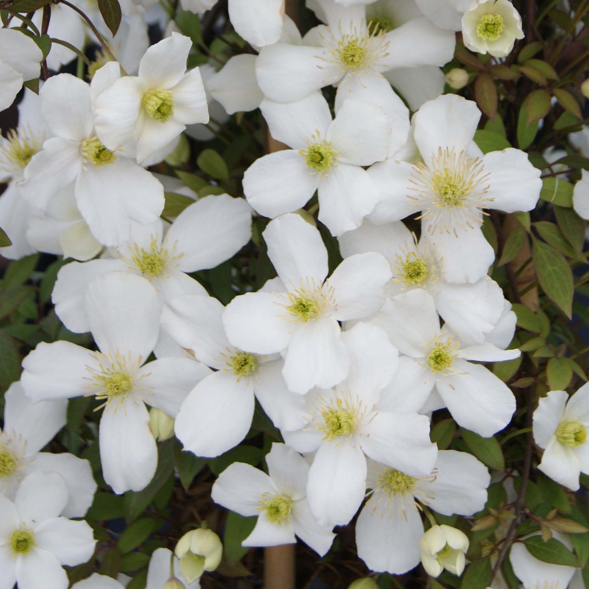 Clématite Spring Joy - Clematis montana à fleurs blanches, florifère